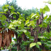 박태기나무(Cercis chinensis Bunge) : 산소리