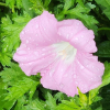 선메꽃(Calystegia dahurica (Herb.) Choisy) : 노루발