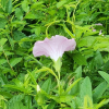 선메꽃(Calystegia dahurica (Herb.) Choisy) : 노루발