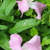 선메꽃(Calystegia dahurica (Herb.) Choisy) : 노루발