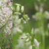 가는다리장구채(Silene jeniseensis Willd.) : 무심거사