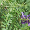 벳지(Vicia villosa Roth) : 봄까치꽃