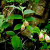산앵도나무(Vaccinium hirtum var. koreanum (Nakai) Kitam.) : 꽃마리