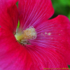 접시꽃(Althaea rosea Cav.) : 난헌