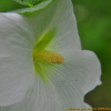 접시꽃(Althaea rosea Cav.) : 난헌