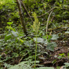 늦고사리삼(Botrychium virginianum (L.) Sw.) : 산들꽃