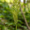 늦고사리삼(Botrychium virginianum (L.) Sw.) : 산들꽃