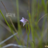 자주땅귀개(Utricularia uliginosa Vahl) : 고들빼기