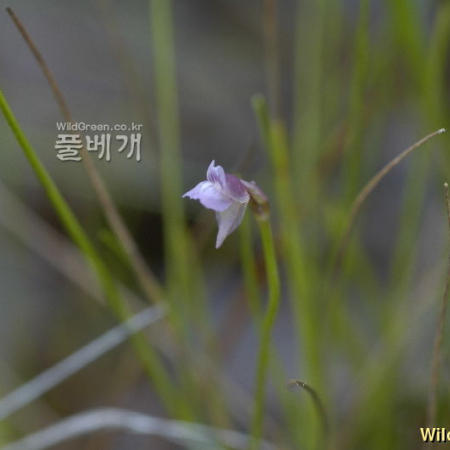 자주땅귀개(Utricularia uliginosa Vahl) : 청풍
