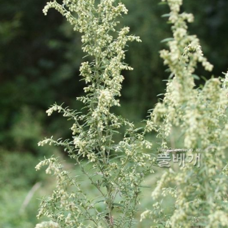 가는잎쑥(Artemisia subulata Nakai) : 고들빼기