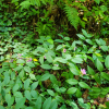 광릉갈퀴(Vicia venosa (Link) Maxim. var. cuspidata Maxim.) : 설뫼*