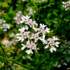 고수(Coriandrum sativum L.) : 고들빼기