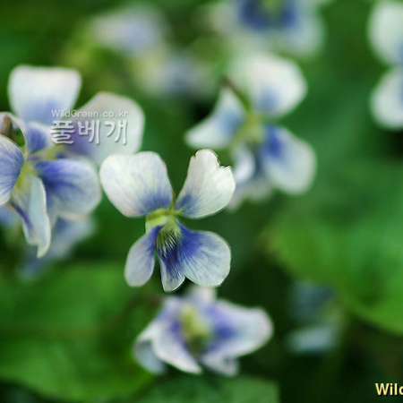 종지나물(Viola papilionacea Pursh) : 가야
