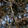 올벚나무(Prunus spachiana (Lavall?e ex Ed.Otto) Kitam. f. ascendens (Makino) Kitam.) : 카르마