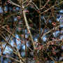 올벚나무 : 오솔