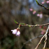 올벚나무(Prunus spachiana (Lavall?e ex Ed.Otto) Kitam. f. ascendens (Makino) Kitam.) : 카르마