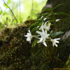 석곡(Dendrobium moniliforme (L.) Sw.) : 곰배령