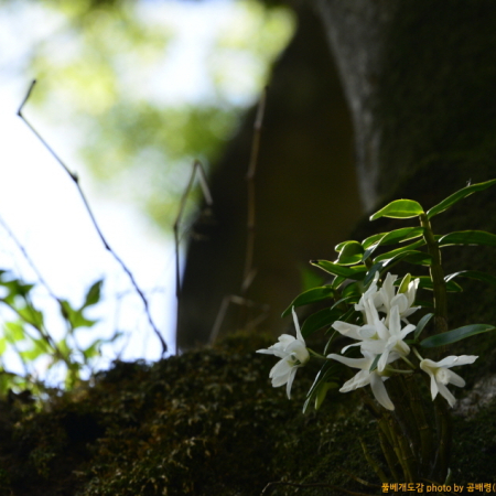 석곡(Dendrobium moniliforme (L.) Sw.) : 곰배령