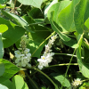 칡(Pueraria lobata (Willd.) Ohwi) : 현촌