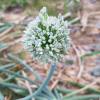 양파(Allium cepa L.) : 산들꽃