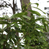 좁은잎천선과(Ficus erecta Thunb. f. sieboldii (Miq.) Corner) : 카르마