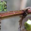 개현삼(Scrophularia alata A.Gray) : 무심거사