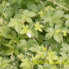 환삼덩굴(Humulus scandens (Lour.) Merr.) : 塞翁之馬