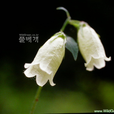 초롱꽃(Campanula punctata Lam.) : 河志