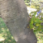 풍게나무 : 봄까치꽃