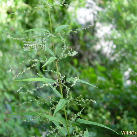 가는잎쐐기풀(Urtica angustifolia Fisch. ex Hornem.) : 별꽃
