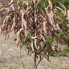 뇌성목(Lindera angustifolia W.C.Cheng) : kplant1