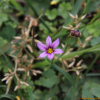 등심붓꽃(Sisyrinchium rosulatum E.P.Bicknell) : 현촌