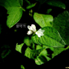 나도미꾸리낚시(Persicaria maackiana (Regel) Nakai ex Mori) : 무심거사