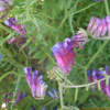 벳지(Vicia villosa Roth) : 봄까치꽃