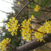 산수유(Cornus officinalis Siebold & Zucc.) : 꽃사랑