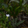 흰비로용담(Gentiana jamesii Hemsl. f. albiflora (Nakai) Toyok.) : 벼루