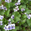 종지나물(Viola papilionacea Pursh) : 꽃마리