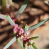 방석나물(Suaeda australis (R.Br.) Moq.) : habal