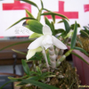 석곡(Dendrobium moniliforme (L.) Sw.) : 풀잎사랑