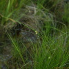 바늘골(Eleocharis pellucida J.Presl & C.Presl var. japonica (Miq.) Tang & F.T.Wang) : 산들꽃