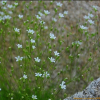 나도개미자리(Minuartia arctica (Steven ex Seringe) Graebn.) : 통통배