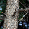 전나무(Abies holophylla Maxim.) : 들국화
