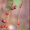 섬개야광나무(Cotoneaster wilsonii Nakai) : 현촌
