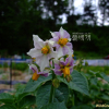 감자(Solanum tuberosum L.) : 塞翁之馬