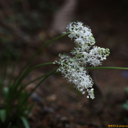 흰무릇(Barnardia japonica (Thunb.) Schult.f. f. albiflora (Satake) Yonek.) : johan
