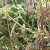 도꼬마리(Xanthium strumarium L.) : 들국화