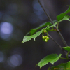 배암나무(Viburnum koreanum Nakai) : 도리뫼