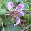 송이풀(Pedicularis resupinata L.) : 세임