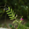 살갈퀴(Vicia sativa L.) : 김새벽