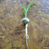 문주란(Crinum asiaticum var. japonicum Baker) : 부석